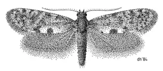Mallobathra perisseuta