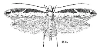 Erechthias charadrota