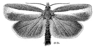 Gelophaula trisulca