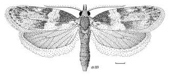 Prothelymna