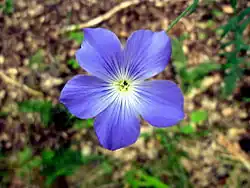 Linum narbonense