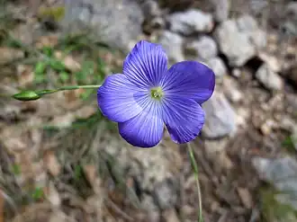 Linum narbonense