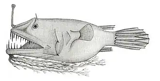 Linophryne algibarbata