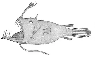 Linophryne maderensis