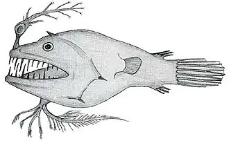 Linophryne pennibarbata