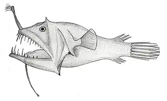 Linophryne racemifera