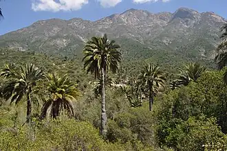 Matorral landschap met palmen (Jubaea chilensis) in het Nationaal park La Campana