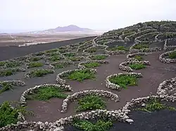 Tribunewijngaard. Ook op kale vlakten van vulkanisch gruis zijn wijngaarden aan te leggen. Vanwege de harde wind worden de druivenplanten laag bij de grond gehouden en hoeft er maar een laag muurtje van lavablokken gebouwd te worden. Voorbeeld: Lanzarote op de Canarische eilanden.