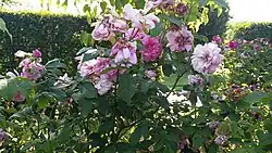 'La Ville de Bruxelles' (Vibert, voor 1837)