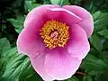Paeonia uit de Gennargentu