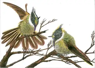 Groenbaardhelmkolibrie