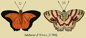 Euselasia labdacus