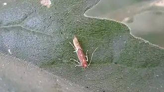 Aziatisch prachtmotje