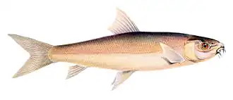 Labeo capensis