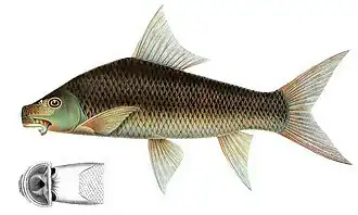 Labeo erythropterus