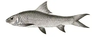 Labeo nigripinnis
