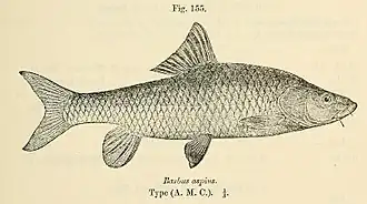 Labeobarbus aspius