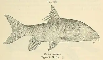 Labeobarbus cardozoi