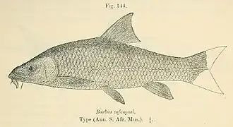 Labeobarbus natalensis