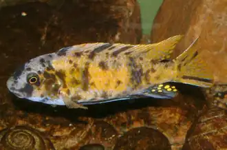 Labeotropheus