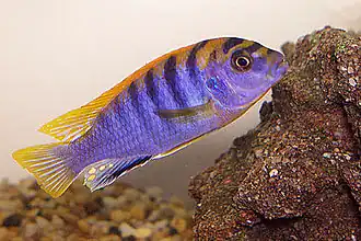 Labidochromis