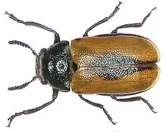 Labidostomis centromaculata