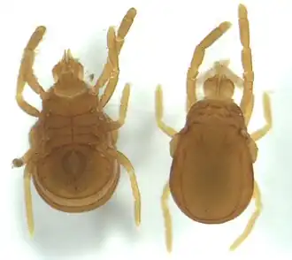 Labidostommatidae