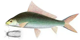 Labiobarbus fasciatus