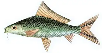 Labiobarbus festivus