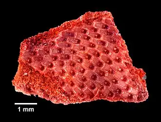 Labioporella sinuosa