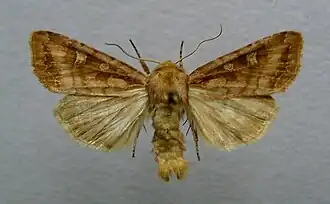 Lacanobia splendens Moeras-w-uil