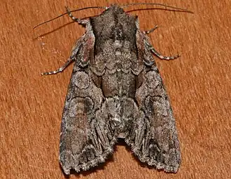 Lacanobia subjuncta