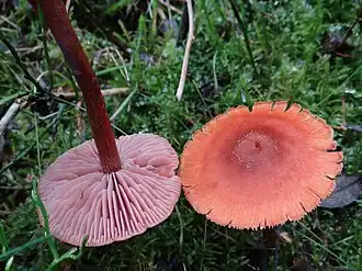 Tweekleurige fopzwam