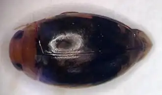 Laccophilus fasciatus