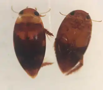 Laccophilus gentilis