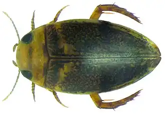 Laccophilus inefficiens