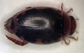Laccophilus maculosus