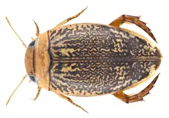 Laccophilus parvulus