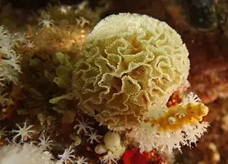 Triphyllozoon moniliferum