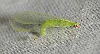 Chrysoperla rufilabris