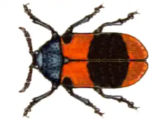 Lachnaia pseudobarathraea