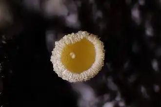 Sparrenharsviltkelkje