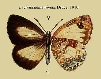 Lachnocnema busoga