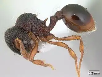 Lachnomyrmex amazonicus