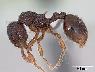 Lachnomyrmex fernandezi