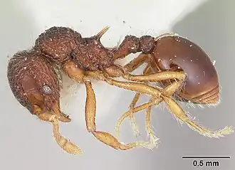 Lachnomyrmex lattkei