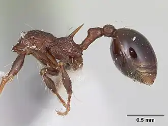 Lachnomyrmex longinodus
