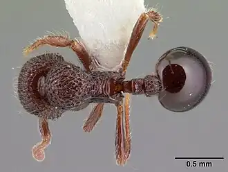 Lachnomyrmex longinoi