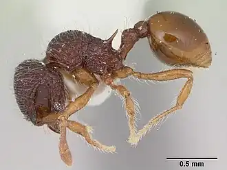Lachnomyrmex nordestinus