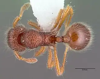 Lachnomyrmex pilosus